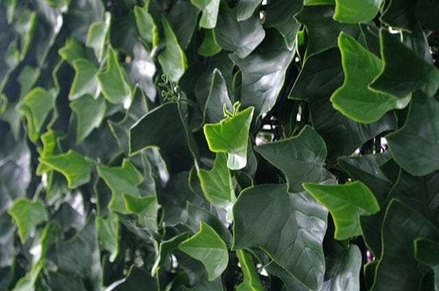 Ivy Leaf Screens / Panels UV Stabilised 1m X 1m Home & Garden > Artificial Plants ArtificialPlantBarn.com.au 