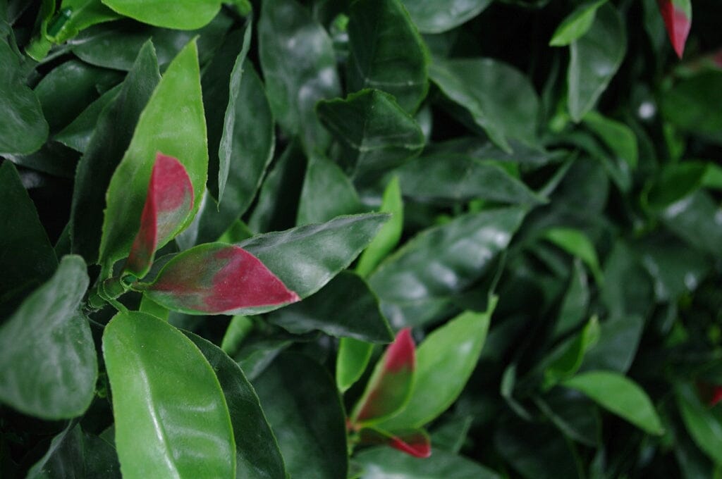 Photinia (Red Robin) Leaf Screens / Panels UV Stabilised 1m X 1m Home & Garden > Artificial Plants ArtificialPlantBarn.com.au 