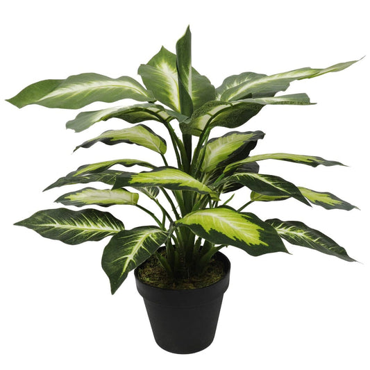 Leopard Lily (Dieffenbachia) with Pot 40cm Home & Garden ArtificialPlantBarn.com.au 