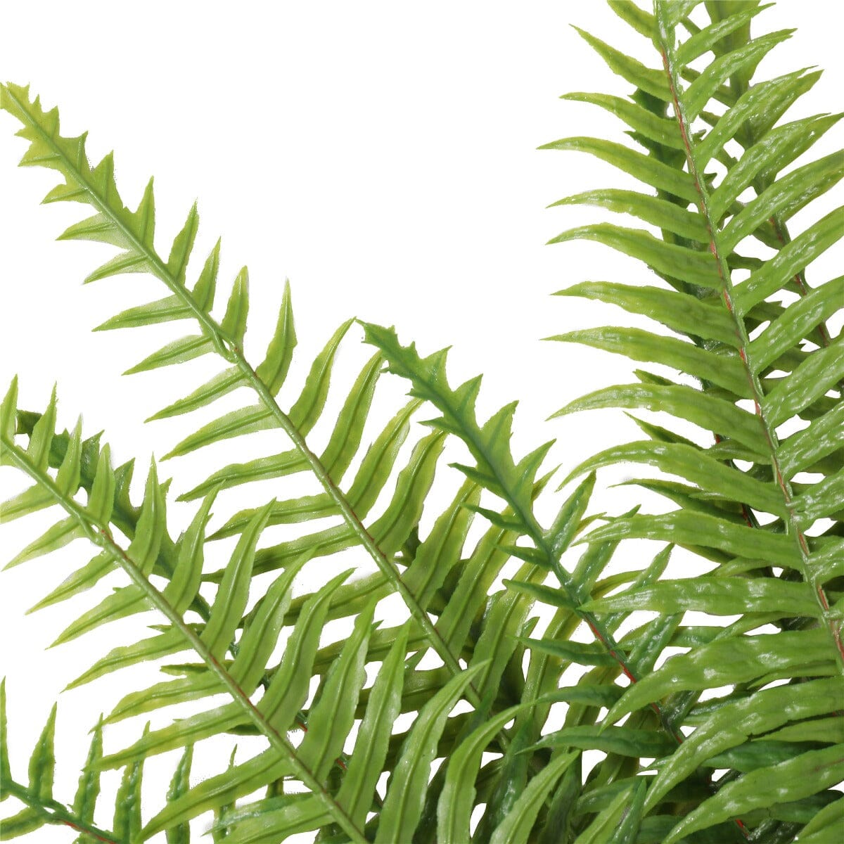 Artificial Fern (Lady Fern) 50cm UV Resistant Home & Garden > Artificial Plants ArtificialPlantBarn.com.au 