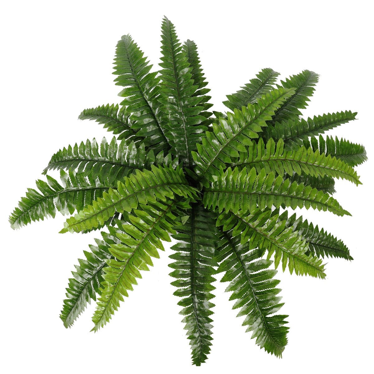 Artificial Potted Natural Green Boston Fern (50cm high 70cm wide) Home & Garden > Artificial Plants ArtificialPlantBarn.com.au 