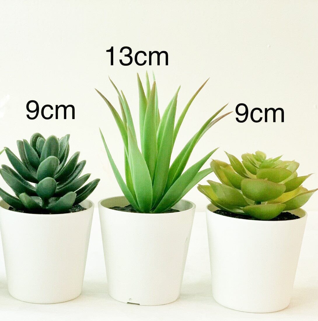 3 Pack of Artificial Succulent Potted Plants in White Plastic 6cm Pot Interior Decoration Home & Garden > Artificial Plants ArtificialPlantBarn.com.au 