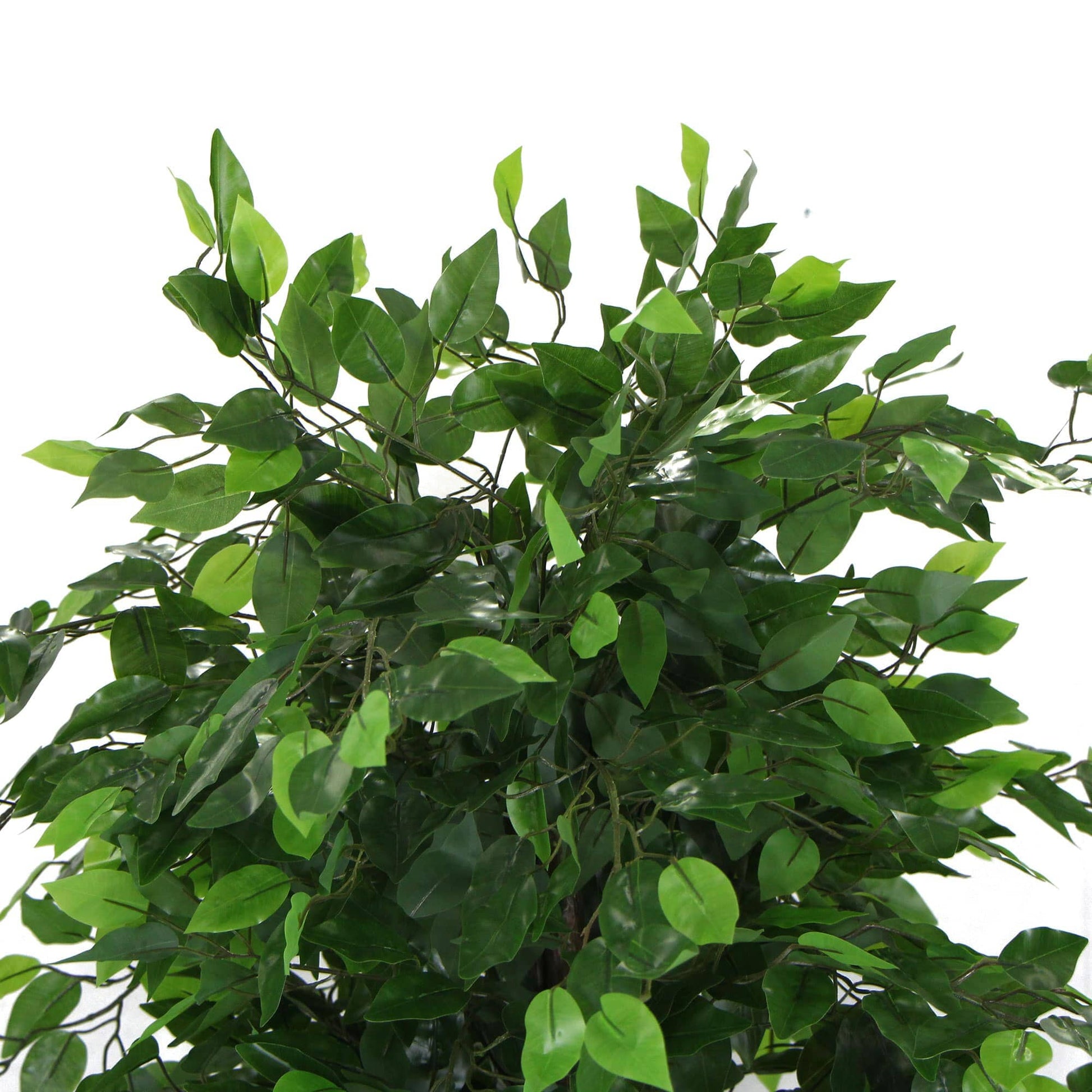 Artificial Ficus Tree 180cm Nearly Natural UV Resistant Home & Garden > Artificial Plants ArtificialPlantBarn.com.au 