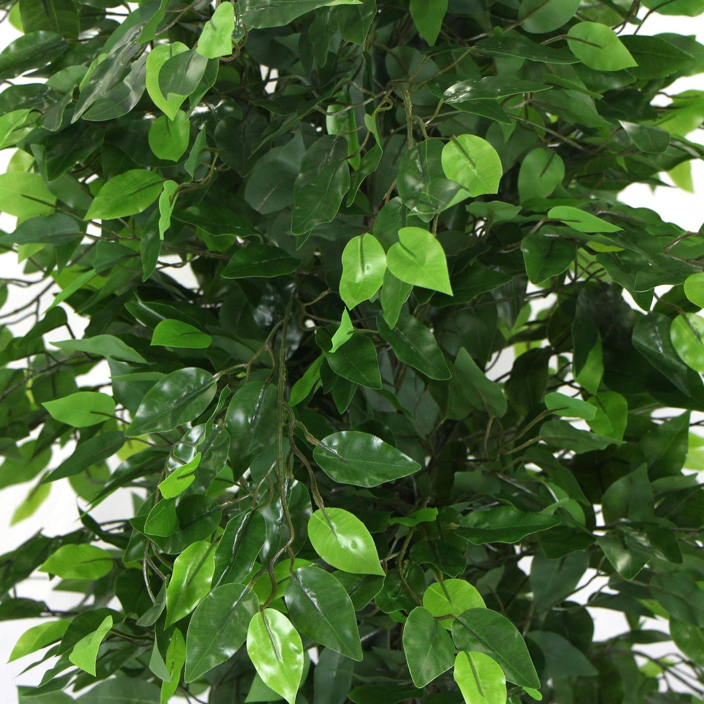 Artificial Ficus Tree 180cm Nearly Natural UV Resistant Home & Garden > Artificial Plants ArtificialPlantBarn.com.au 