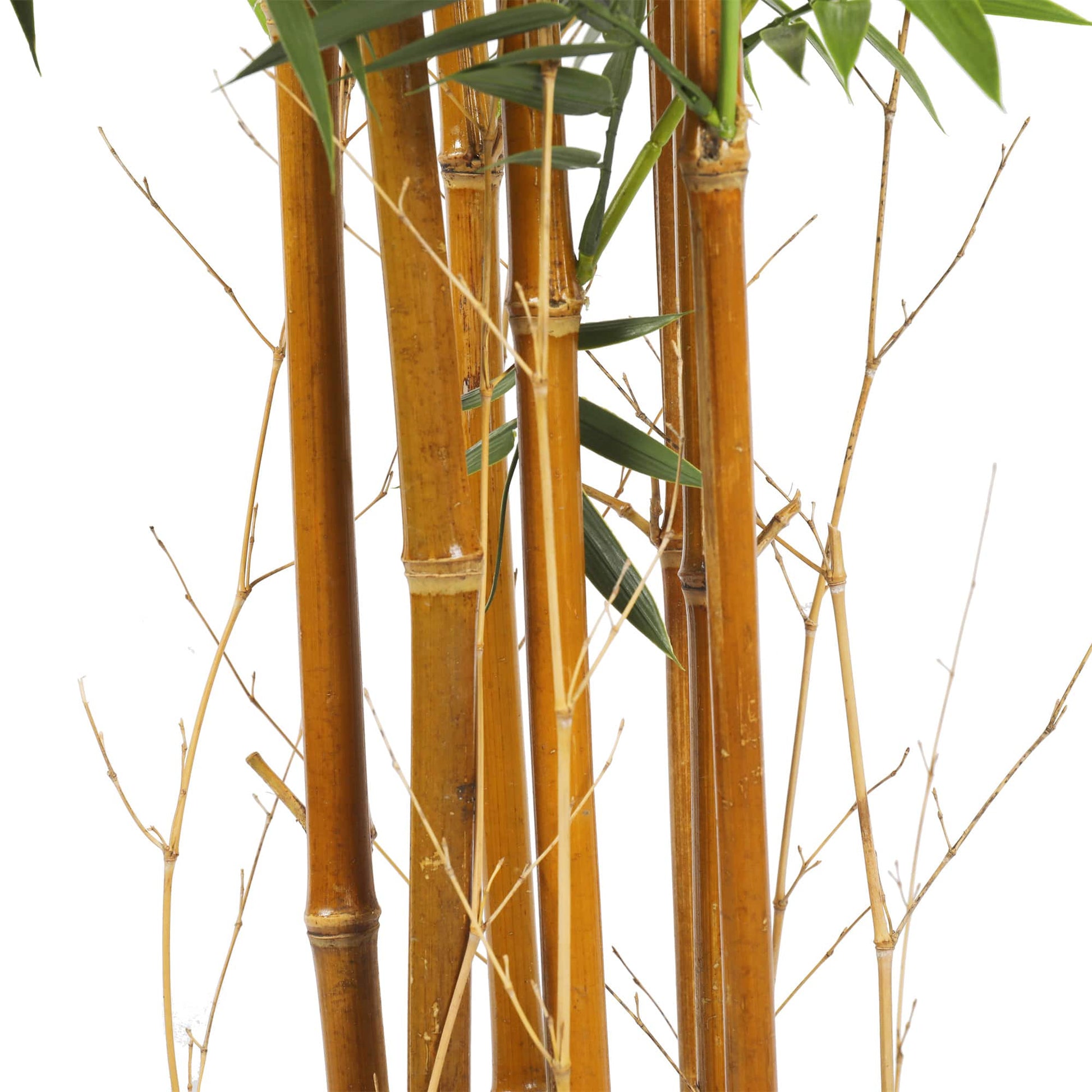 Premium Natural Cane Artificial Bamboo (UV Resistant) 180cm Home & Garden > Artificial Plants ArtificialPlantBarn.com.au 