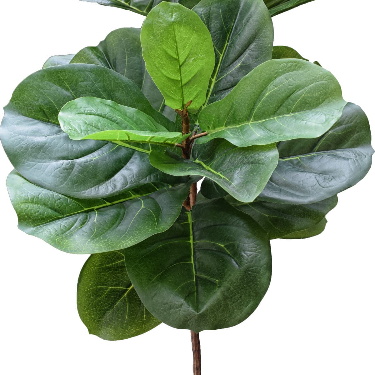 Tall Artificial Fiddle Leaf Fig 170cm Home & Garden ArtificialPlantBarn.com.au 