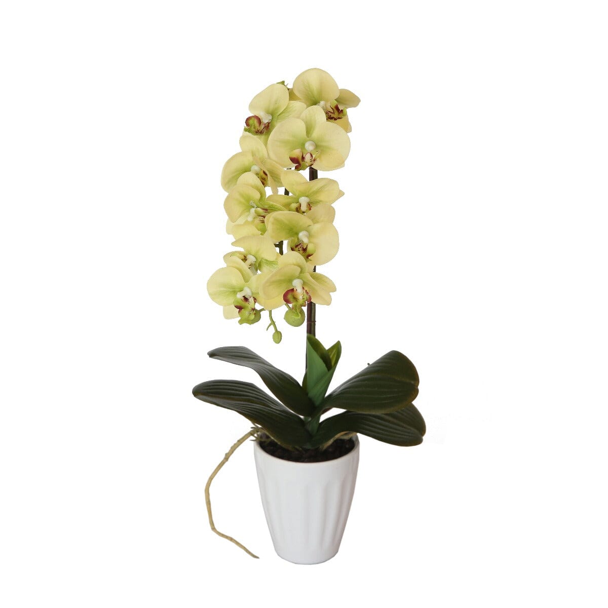 40cm Butterfly Orchid- Cream Home & Garden ArtificialPlantBarn.com.au 