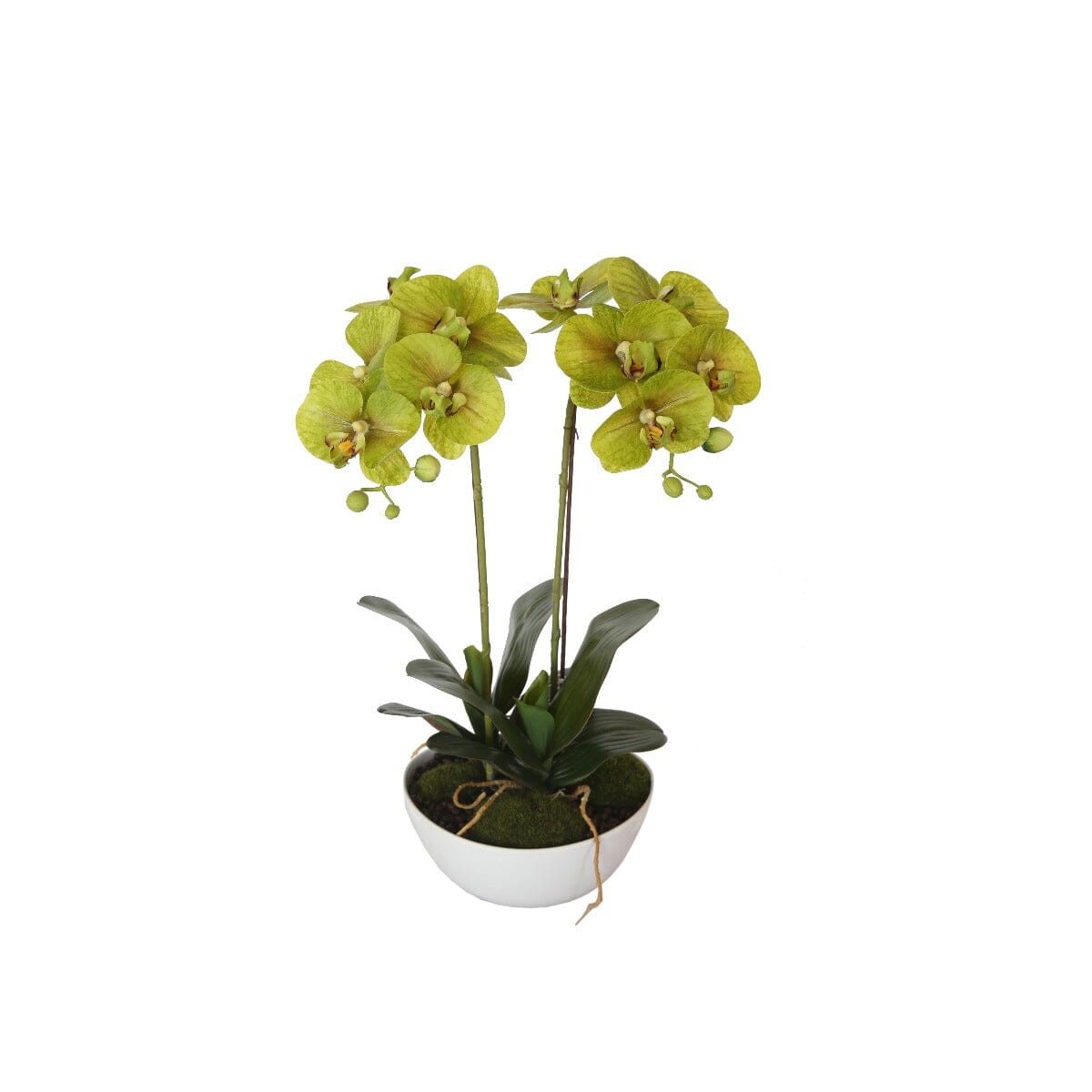 50cm Dual Butterfly Orchid - Cream Home & Garden ArtificialPlantBarn.com.au 